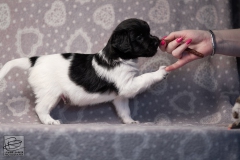 reu, stippel © all rights reserved - Photo by Angela van IJperen