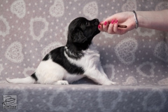 reu, stippel © all rights reserved - Photo by Angela van IJperen