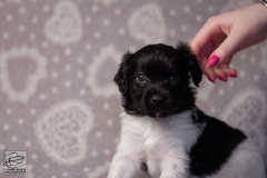 reu, stippel © all rights reserved - Photo by Angela van IJperen