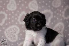 reu, stippel © all rights reserved - Photo by Angela van IJperen