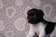 reu, stippel © all rights reserved - Photo by Angela van IJperen