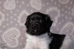 reu, stippel © all rights reserved - Photo by Angela van IJperen