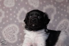 reu, stippel © all rights reserved - Photo by Angela van IJperen