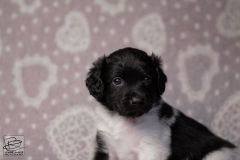 reu, ukkie © all rights reserved - Photo by Angela van IJperen