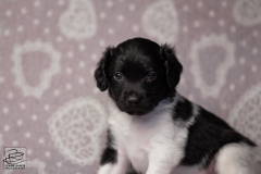 reu, ukkie © all rights reserved - Photo by Angela van IJperen