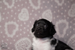 reu, ukkie © all rights reserved - Photo by Angela van IJperen