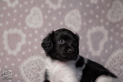 reu, ukkie © all rights reserved - Photo by Angela van IJperen