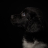 © all rights reserved - Photo by Lisanne Bakker