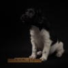 © all rights reserved - Photo by Lisanne Bakker