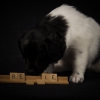 © all rights reserved - Photo by Lisanne Bakker