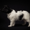 © all rights reserved - Photo by Lisanne Bakker