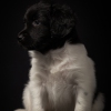 © all rights reserved - Photo by Lisanne Bakker