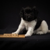 © all rights reserved - Photo by Lisanne Bakker