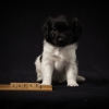 © all rights reserved - Photo by Lisanne Bakker