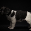 © all rights reserved - Photo by Lisanne Bakker