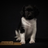 © all rights reserved - Photo by Lisanne Bakker