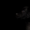 © all rights reserved - Photo by Lisanne Bakker