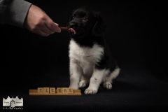 © all rights reserved - Photo by Lisanne Bakker