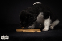 © all rights reserved - Photo by Lisanne Bakker