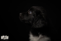 © all rights reserved - Photo by Lisanne Bakker