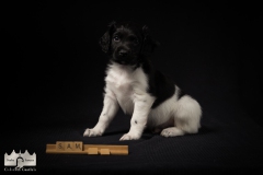 © all rights reserved - Photo by Lisanne Bakker