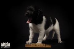 © all rights reserved - Photo by Lisanne Bakker