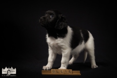 © all rights reserved - Photo by Lisanne Bakker