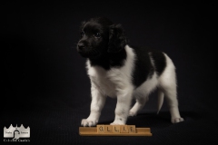 © all rights reserved - Photo by Lisanne Bakker