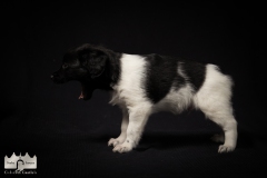 © all rights reserved - Photo by Lisanne Bakker