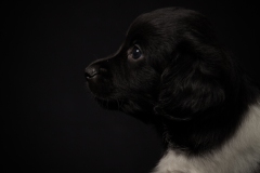 © all rights reserved - Photo by Lisanne Bakker