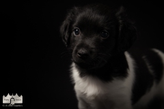 © all rights reserved - Photo by Lisanne Bakker