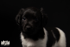 © all rights reserved - Photo by Lisanne Bakker