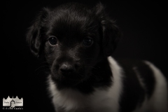 © all rights reserved - Photo by Lisanne Bakker