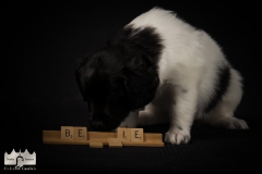 © all rights reserved - Photo by Lisanne Bakker