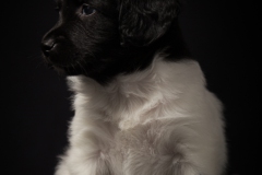 © all rights reserved - Photo by Lisanne Bakker