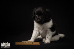 © all rights reserved - Photo by Lisanne Bakker