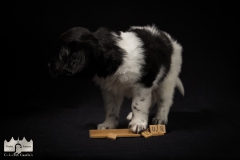 © all rights reserved - Photo by Lisanne Bakker