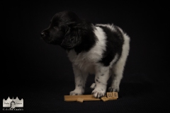 © all rights reserved - Photo by Lisanne Bakker