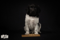 © all rights reserved - Photo by Lisanne Bakker