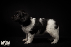 © all rights reserved - Photo by Lisanne Bakker