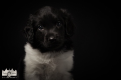 © all rights reserved - Photo by Lisanne Bakker