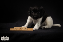 © all rights reserved - Photo by Lisanne Bakker