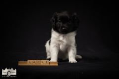 © all rights reserved - Photo by Lisanne Bakker