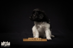 © all rights reserved - Photo by Lisanne Bakker