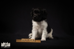 © all rights reserved - Photo by Lisanne Bakker