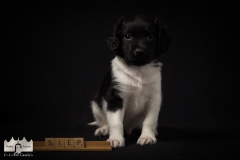 © all rights reserved - Photo by Lisanne Bakker