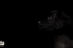 © all rights reserved - Photo by Lisanne Bakker