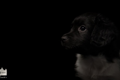 © all rights reserved - Photo by Lisanne Bakker