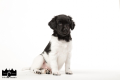 © all rights reserved - Photo by Angela van IJperen