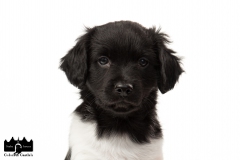 © all rights reserved - Photo by Angela van IJperen